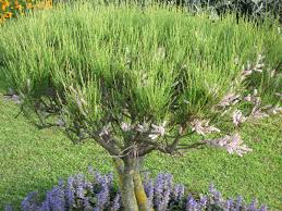 Image result for Tamarix usneoides