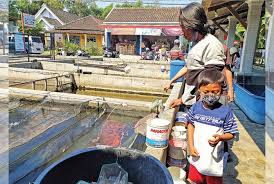 Ikan cupang jenis ini merupakan hasil perkawinan silang antara cupang biasa dengan cupang alam, cupang jenis ini ukurannya bisa mencapai 12 cm. Hobi Di Kala Pandemi Yang Ikut Memutar Roda Ekonomi 2