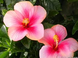 Outdoor plants that are poisonous to cats. 48 Hibiscus Wallpaper For Computer On Wallpapersafari