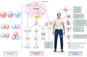 Image result for GnRH Stimulation Test