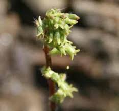 Image result for Holothrix villosa