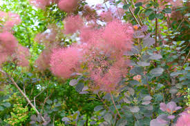 Image result for Anacardiaceae