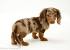 Solid Chocolate Long Haired Dachshund