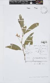 Image result for Eriosema burkei
