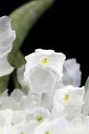 Image result for Podangis