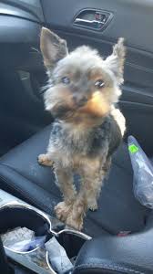 University pet clinic des moines. University West Pet Clinic 158 Recommendations Clive Ia