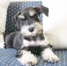 Black And Silver Mini Schnauzer Puppies Black And Silver Mini Schnauzer Puppy In 2020 Mini Schnauzer Puppies Mini Schnauzer Miniature Schnauzer Puppies
