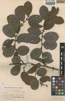 Image result for Bridelia ferruginea