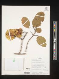 Image result for Combretum xanthothyrsum