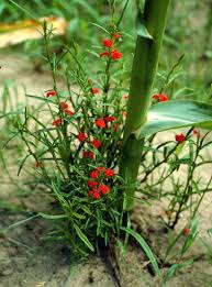 Image result for Striga