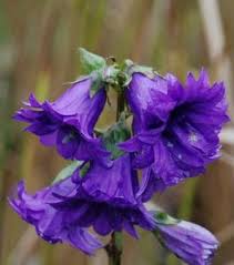 Kolibri Kerteszet Csalanlevelu Harangvirag Campanula Trachelium Bernice 30 40 Cm Maga Dekorativ Evelo Tomott Lila Harang Alaku Border Plants Flowers Bloom