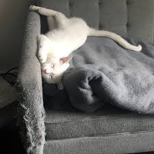 You may need to test out a few if you want to training cats not to scratch furniture, positive reinforcement can help. Cats Scratching Furniture Why They Do It And How To Stop It The Dodo