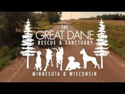 Great danes in your home. Great Dane Rescue Sanctuary Of Mn Wi Another Chance At Life Youtube