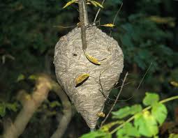 When hornets build a nest near your home, they can be a nuisance and danger to you. Discover Nature Bald Faced Hornet Nests Kbia