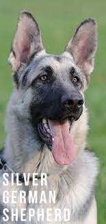 They lie down and watch the perimeter. Silver German Shepherd Did You Know About This Unique Coloration