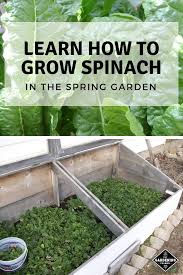 It can also be an early spring crop if you grow under a row cover or cold frame to protect it from extremes. Pin On How To Grow Vegetable Garden