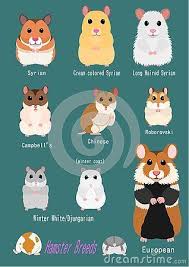 Collection De Races De Hamsters Diverses Races Face Avant Avec Nom De Race Avant Collection Diverses Ham Hamster Breeds Hamsters As Pets Hamster Habitat