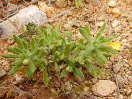 Image result for Acrotome thorncroftii