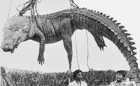 Pin On Cabinet Of Curiosities