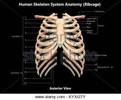 The primary responsibilities of the ribcage involve protecting the thoracic visceral organs, enclosing the thoracic visceral organs, and is included in the general mechanics of the process of breathing. Human Skeleton System Rib Cage Label Design Anterior View Anatomy Stock Photo Alamy