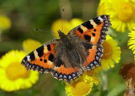 Butterfly Conservation Small Tortoiseshell