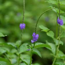 Image result for Stachytarpheta cayennensis