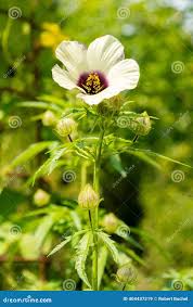 Image result for Hibiscus cannabinus