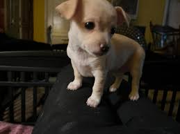 I appreciate you people to except me in this group well here it's my two  little girls Bella the long haired and Selena the deer head