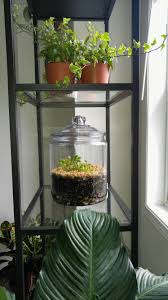 Cookie Jar Venus Fly Trap Terrarium Bottom Layer Decorative Rocks Soil Is 50 50 Peat Moss Vermiculite D Venus Fly Trap Venus Fly Trap Terrarium Fly Traps