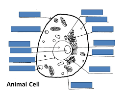 Check spelling or type a new query. Animal Cell Plant Cell Journey Through The Cell F24 F Ppt Download