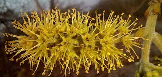 Image result for Ochna leptoclada
