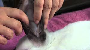 Image result for scabies rabbits ears