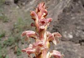 Image result for Orobanchaceae