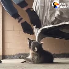 Guy Rescues Raccoon From Choking