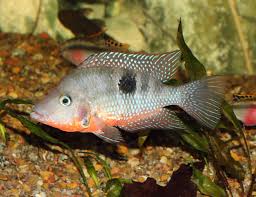 Cichlidae Wikipedia