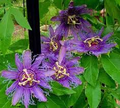 Can texas flowers bushy shade to austin vines captain vines plants , green , in plants , texas. Passion Vine Passiflora An Evergreen Vine Which Rapidly Spreads To 20 6 09 M Or More This Vine Grows By Ten Flowering Vines Passion Vine Passion Flower