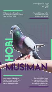 469 x 345 · jpeg. 25 Logo Burung Merpati Kolong Terupdate Burung Jalak