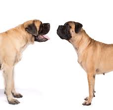 A loose top knot or braids are amazing to showcase long hair. Mastiff Vs Bullmastiff How To Tell The Difference American Kennel Club
