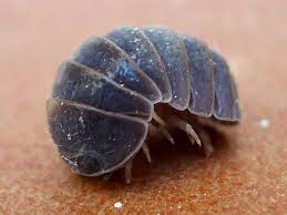 While the methods described above work, there are other options you can use to reduce. A Pillbug S Sex May Be Set By The Bacterium Wolbachia The Atlantic
