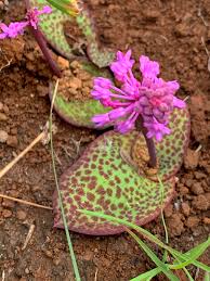 Image result for Ledebouria cordifolia