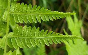 Image result for Nectaropetalum