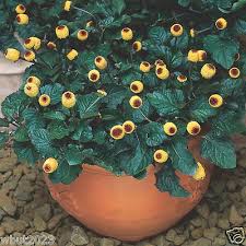 Image result for Acmella