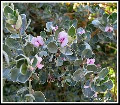 Image result for Podalyria