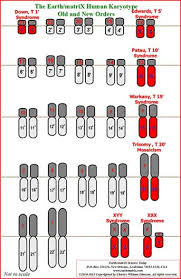 The Earth Matrix Human Karyotype Table Of Chromosomes