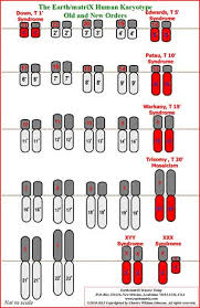 the earth matrix human karyotype table of chromosomes