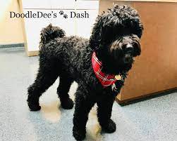 Help my doodle has mats. Pin By Doodledee Goldendoodles On Goldendoodles Crew Goldendoodle Mini Goldendoodle Puppies Goldendoodle Black