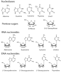A base pair refers to two bases which form a rung of the dna ladder. 2
