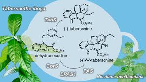 Image result for Pycnobotrya