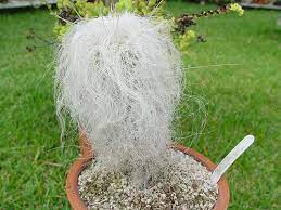 Afternoon shade or light shade. Room Old Man Cactus Cephalocereus Desert Cactus Photo Cultivation And Maintenance Planting And Watering Characteristics And Description Seeds