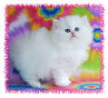 Kittens for Sale\Persian Kittys\Himalayan Kittens ...